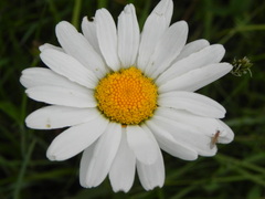 Leucanthemum