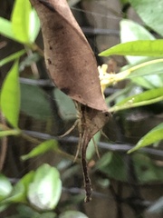 Phonognatha graeffei