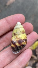 Amphidromus perversus