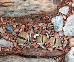 Lithops olivacea