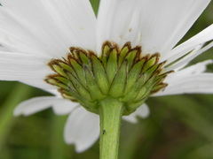 Leucanthemum