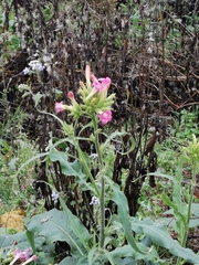 Nicotiana tabacum