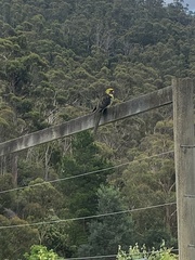 Platycercus caledonicus