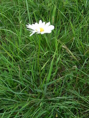 Leucanthemum
