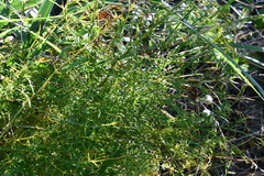 Asparagus schoberioides