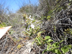 Stachys bolusii