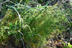 Asparagus schoberioides