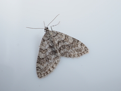 Trichopteryx microloba