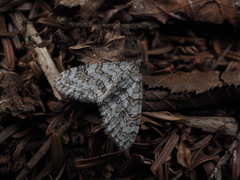 Trichopteryx microloba