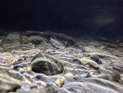 Opsariichthys pachycephalus