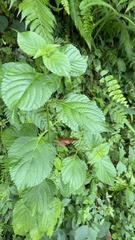 Stachytarpheta cayennensis