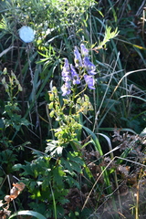 Aconitum kusnezoffii