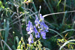 Aconitum kusnezoffii