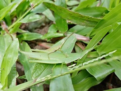 Atractomorpha lata