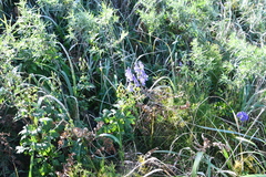 Aconitum kusnezoffii