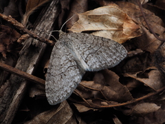 Trichopteryx microloba