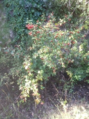 Cotoneaster coriaceus