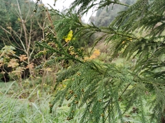 Cryptomeria japonica