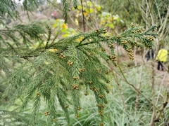 Cryptomeria japonica