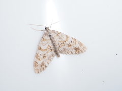 Trichopteryx fastuosa