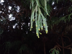 Cryptomeria japonica
