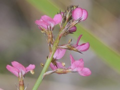 Stylidium squamosotuberosum