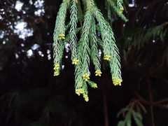 Cryptomeria japonica