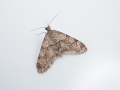 Trichopteryx terranea