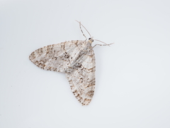 Trichopteryx terranea