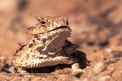 Phrynosoma coronatum