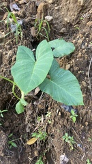 Xanthosoma