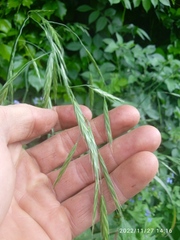 Bromus sitchensis