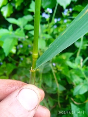 Bromus sitchensis