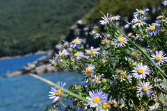 Aster hispidus