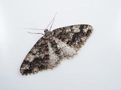 Pseuderannis amplipennis