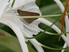 Pelopidas mathias