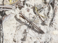 Litaneutria
