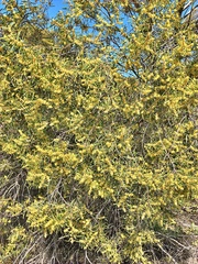 Acacia oswaldii