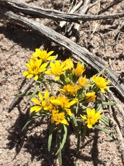 Pectis angustifolia angustifolia