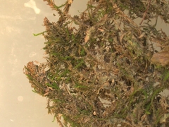 Anomodon viticulosus