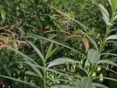 Papilio demoleus malayanus