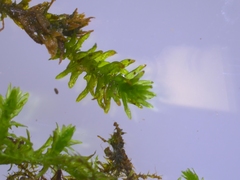 Anomodon viticulosus