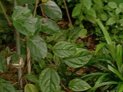 Papilio demoleus malayanus