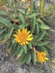Berkheya herbacea