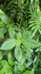 Stachytarpheta cayennensis