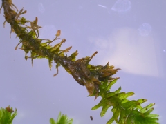 Anomodon viticulosus