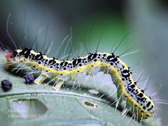 Xanthodes transversa