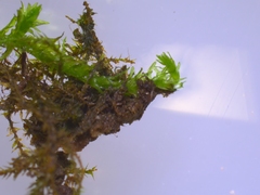 Anomodon viticulosus
