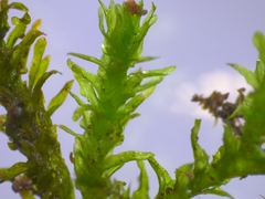 Anomodon viticulosus