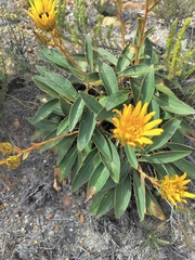 Berkheya herbacea